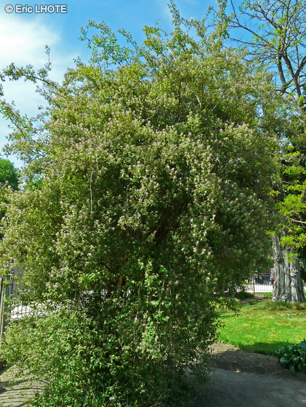 Caprifoliaceae - Kolkwitzia amabilis - Kolkwitsia, Buisson de beauté