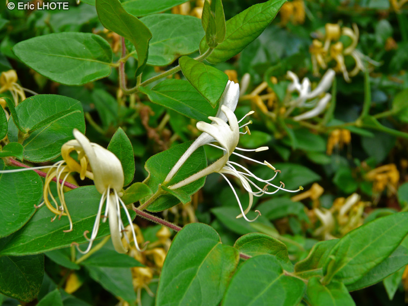 Caprifoliaceae - Lonicera caprifolium - Chèvrefeuille commun, Chèvrefeuille des jardins