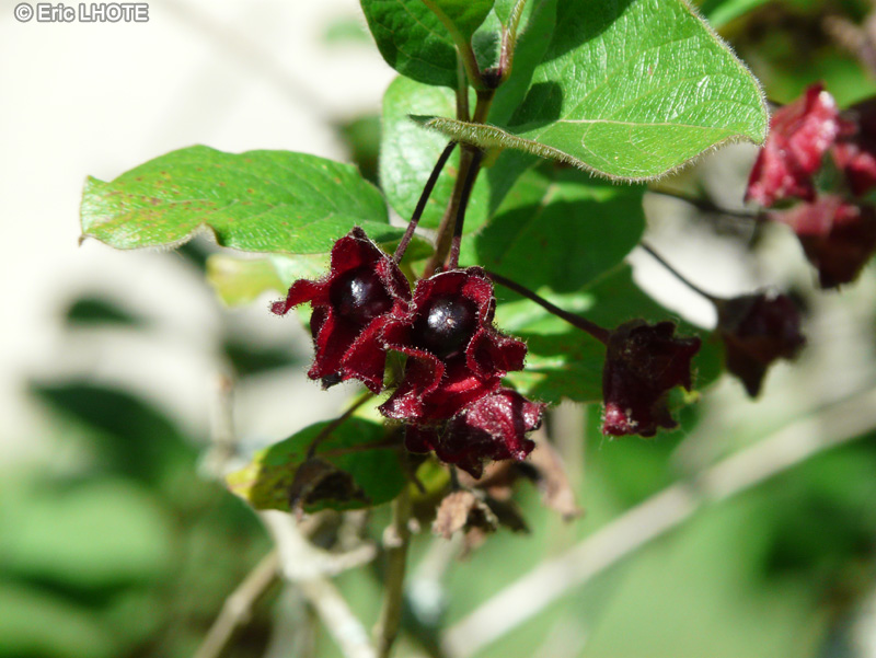  - Lonicera involucrata - 