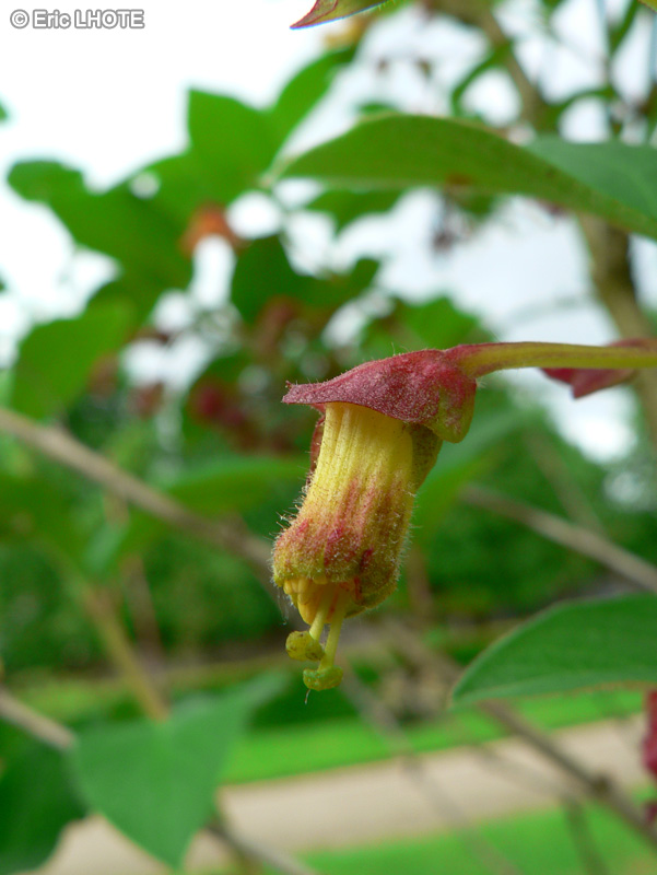  - Lonicera involucrata - 