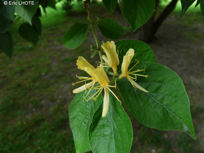  - Lonicera maackii - 