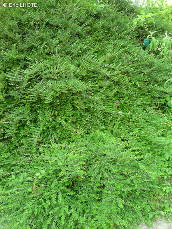 Caprifoliaceae - Lonicera nitida - Chèvrefeuille arbustif, Chèvrefeuille nain