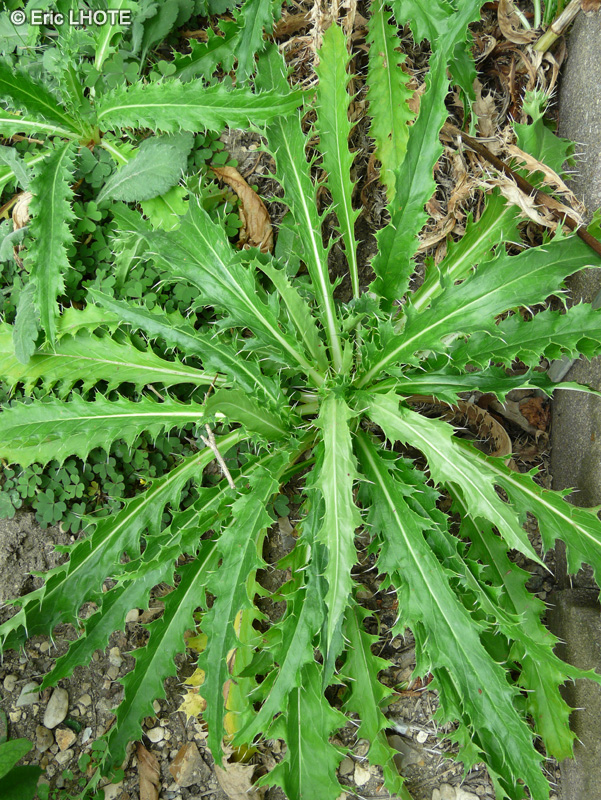Caprifoliaceae - Morina longifolia - Morina