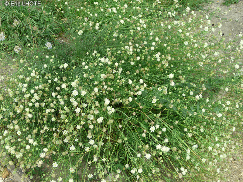 Caprifoliaceae - Scabiosa ochroleuca - Scabieuse jaune pâle, Scabieuse à fleurs de lait
