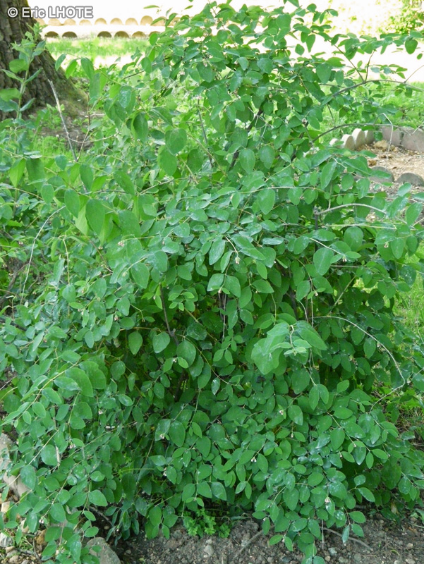 Caprifoliaceae - Symphoricarpos occidentalis - Western Snowberry