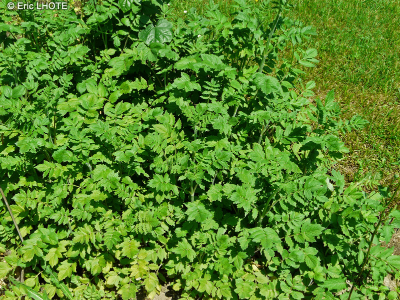 Caprifoliaceae - Valeriana officinalis ssp. sambucifolia - Valériane à feuilles de sureau