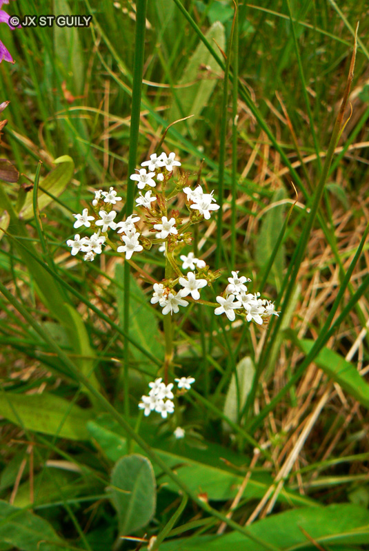 Caprifoliaceae - Valerianella sp. - Doucette, Mâche