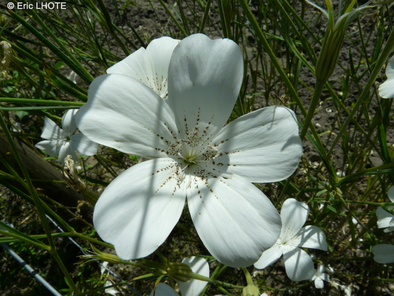 Caryophyllaceae - Agrostemma githago Ocean Pearl - Nielle des Blés, Oeillet des champs