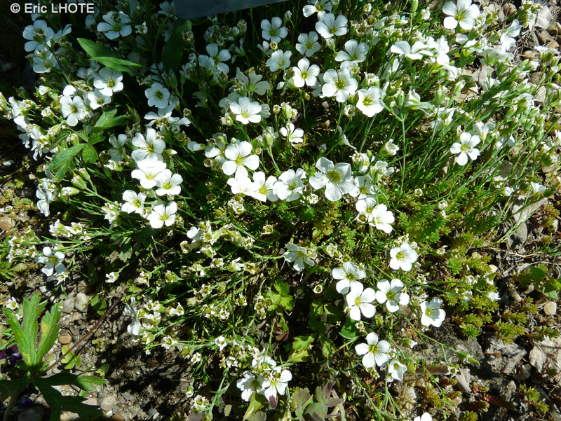 Caryophyllaceae - Arenaria rossii - Arenaria