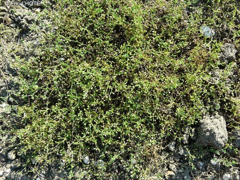 Caryophyllaceae - Arenaria serpyllifolia - Sabline des murs, Sabline à feuilles de Serpollet