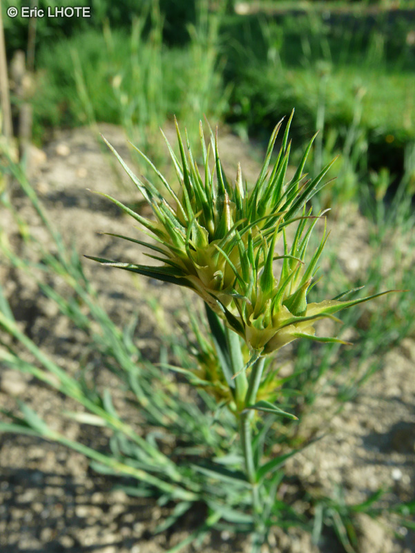 Caryophyllaceae - Dianthus Knappi - Oeillet