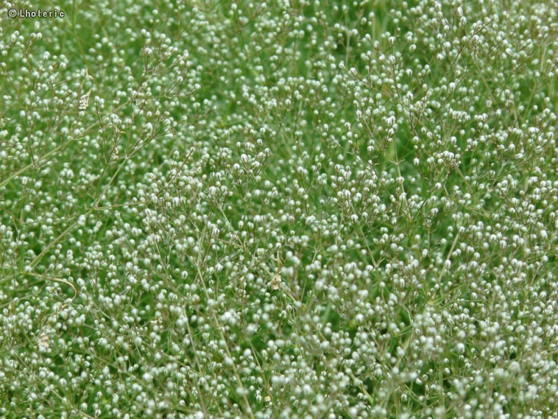 Caryophyllaceae - Gypsophila repens - Gypsophile rampant