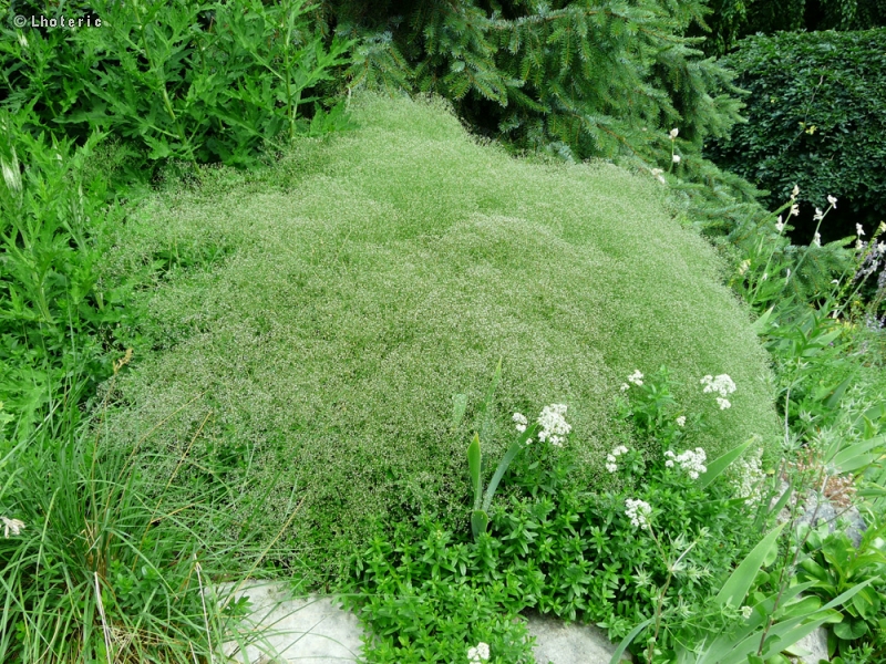  - Gypsophila repens - 