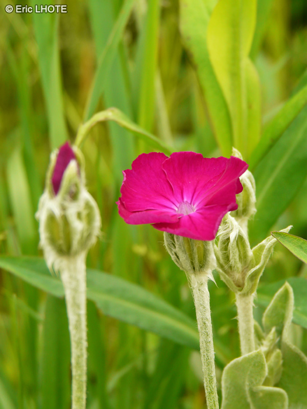 Caryophyllaceae - Lychnis coronaria, Silene coronaria - Herbe aux chandeliers, Fleur de coucou, Coquelourde des jardins