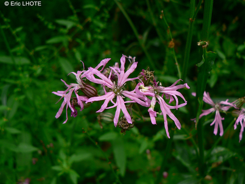  - Lychnis flos-cuculi - 