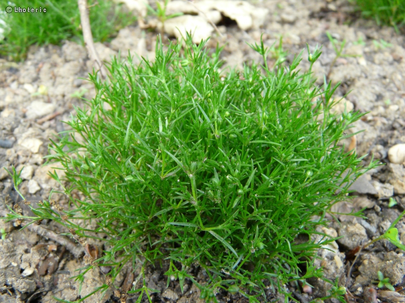 Caryophyllaceae - Sagina apetala - Sagine apétale