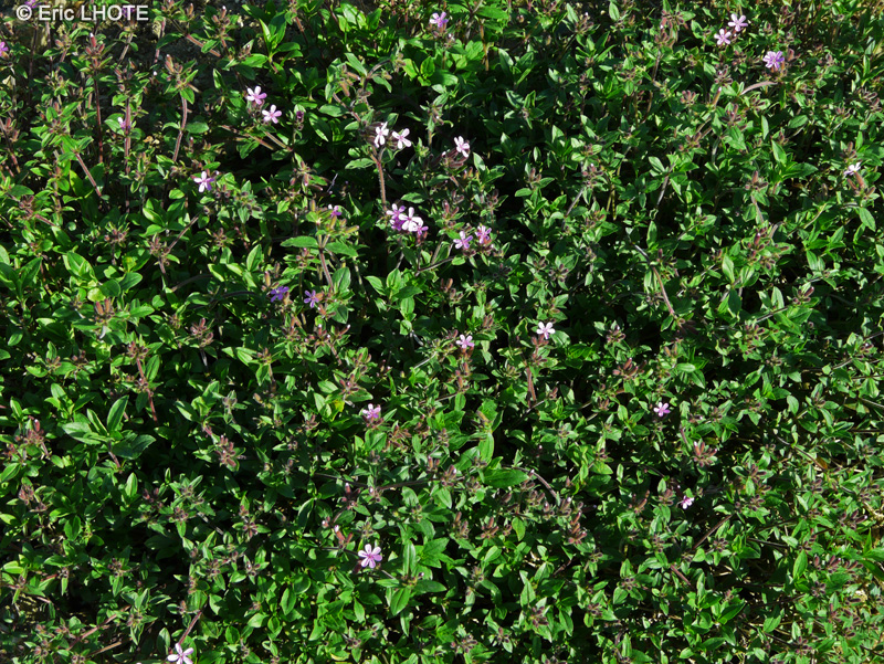 Caryophyllaceae - Saponaria ocymoides - Saponaire de Montpellier