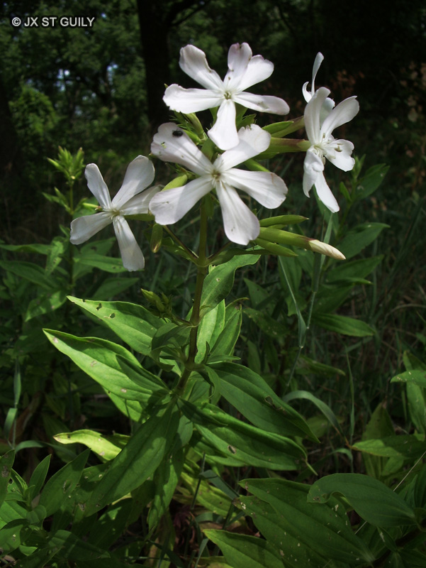 Caryophyllaceae - Saponaria officinalis - Saponaire officinale, Savonnière, Herbe à foulon, Herbe à savon, Savon des fossés