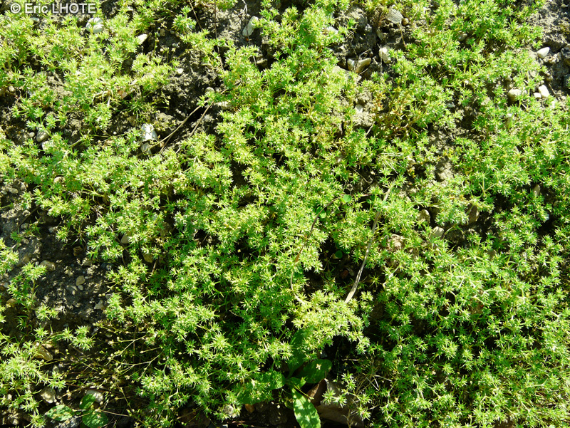Caryophyllaceae - Scleranthus annuus - Scléranthe annuelle, Gnavelle polycarpe