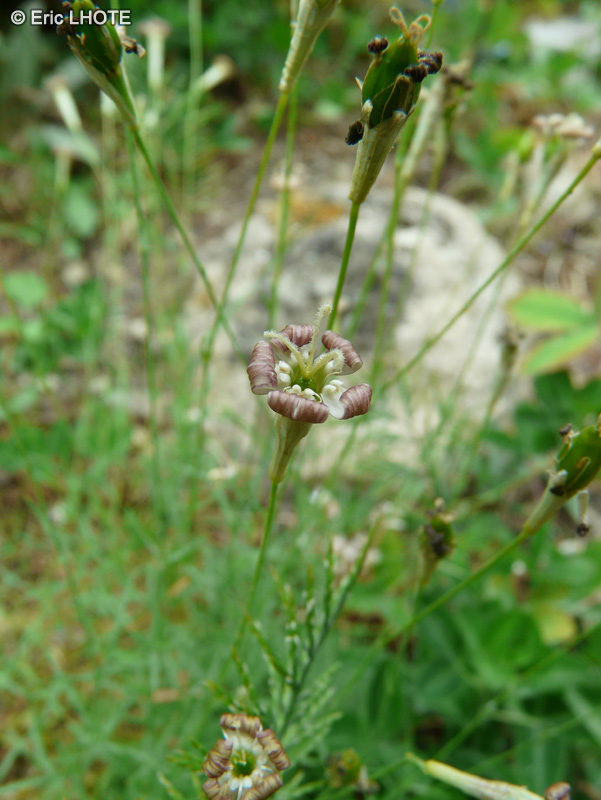 Caryophyllaceae - Silene bupleuroides ssp. staticifolia - Silène