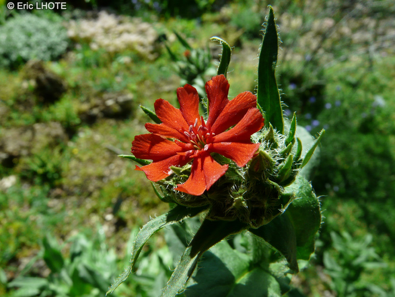Caryophyllaceae - Silene californica - Silène de Californie
