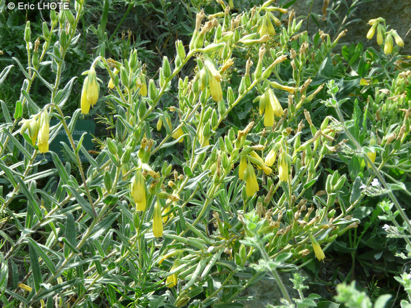 Caryophyllaceae - Silene caramanica - Silène