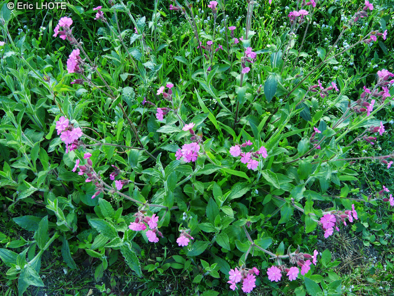 Caryophyllaceae - Silene dioica - Compagnon rouge, Silène dioïque