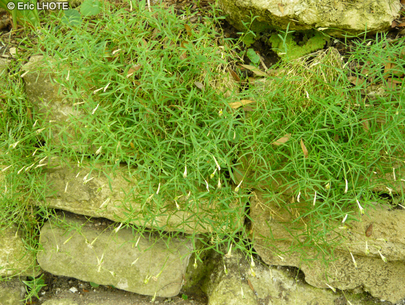 Caryophyllaceae - Silene saxifraga - Silène brise-pierre