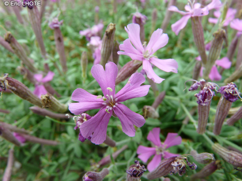 Caryophyllaceae - Silene schafta - Silène du Caucase