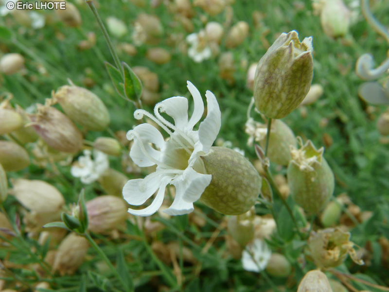  - Silene vulgaris - 