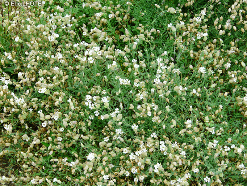  - Silene vulgaris - 