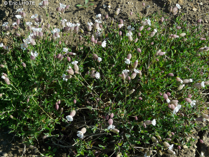 Caryophyllaceae - Silene vulgaris - Silène commun