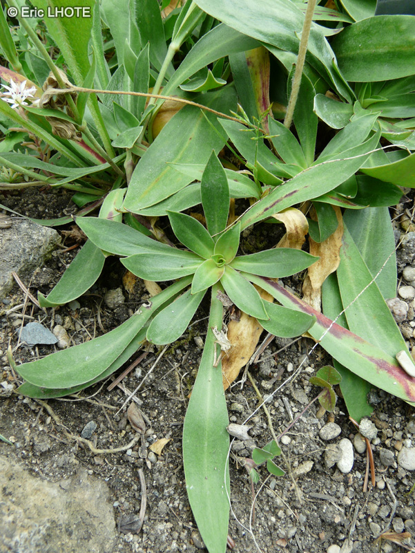 Caryophyllaceae - Silene zawadskii - Silène