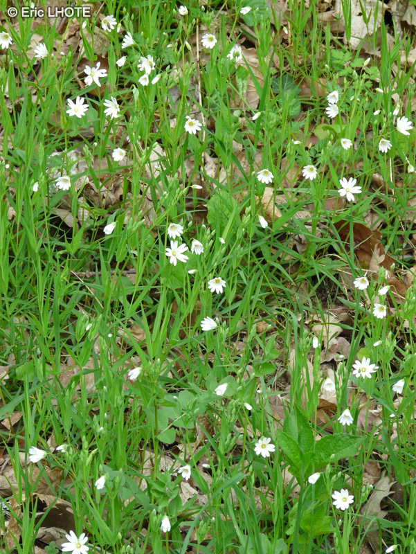 Caryophyllaceae - Stellaria graminea - Stellaire graminée