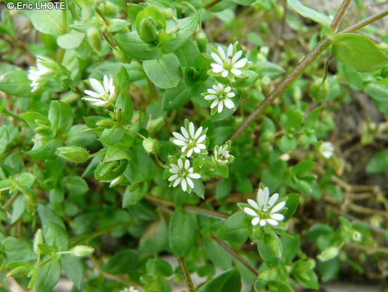 Caryophyllaceae - Stellaria media - Mouron des oiseaux