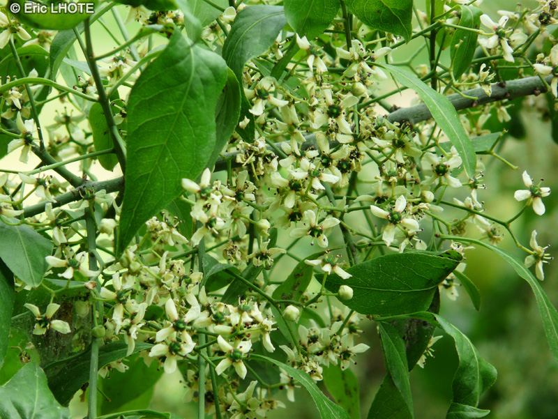 Celastraceae - Euonymus bungeanus - Fusain bungeanus
