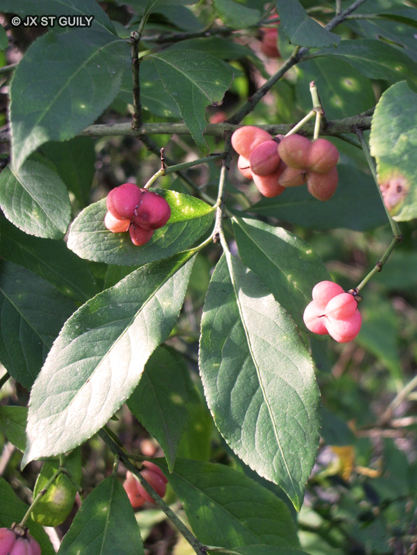 Celastraceae - Euonymus europaeus - Fusain d&rsquo;Europe