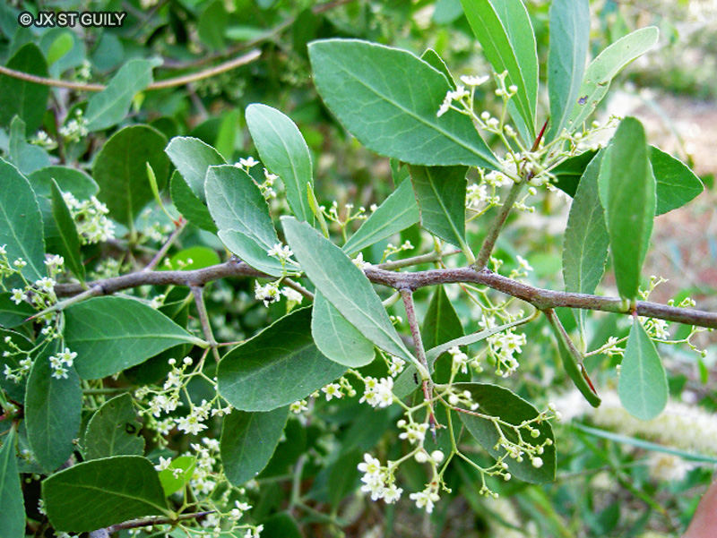 Celastraceae - Maytenus senegalensis - Ngege