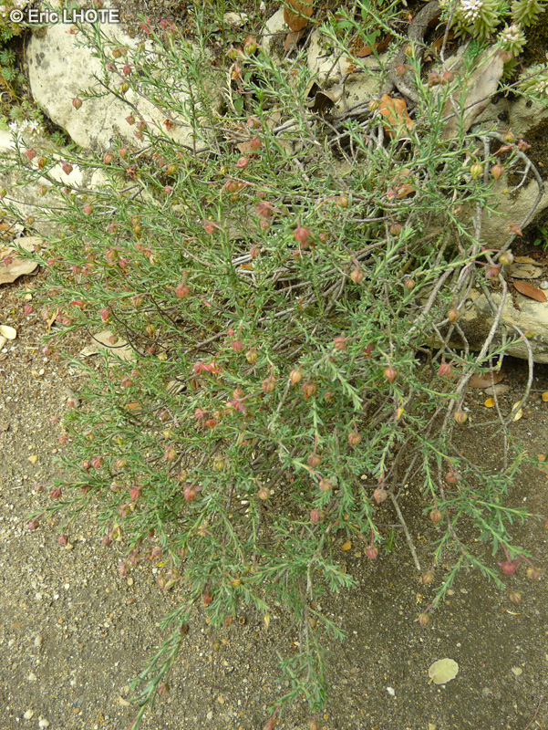 Cistaceae - Fumana ericoides - Fumana fausse Bruyère