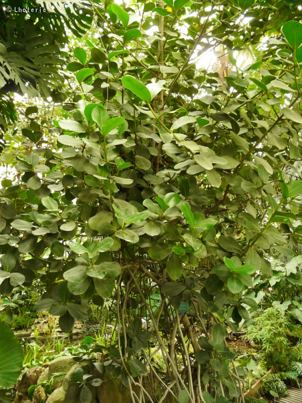 Clusiaceae - Clusia rosea, Clusia major - Figuier maudit