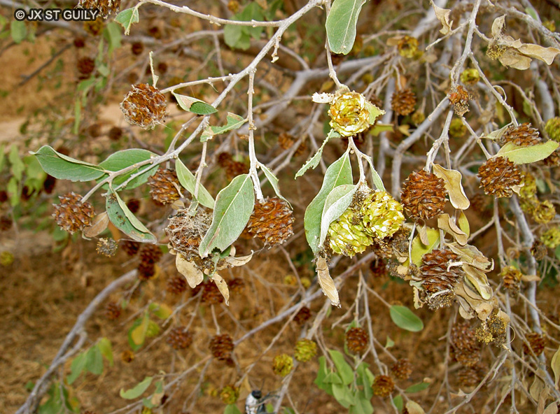Combretaceae - Anogeissus leiocarpus - Bouleau d’Afrique