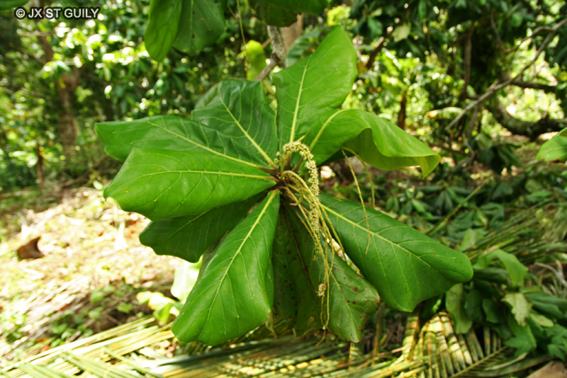 Combretaceae - Terminalia catappa - Badamier, Amandier des Indes