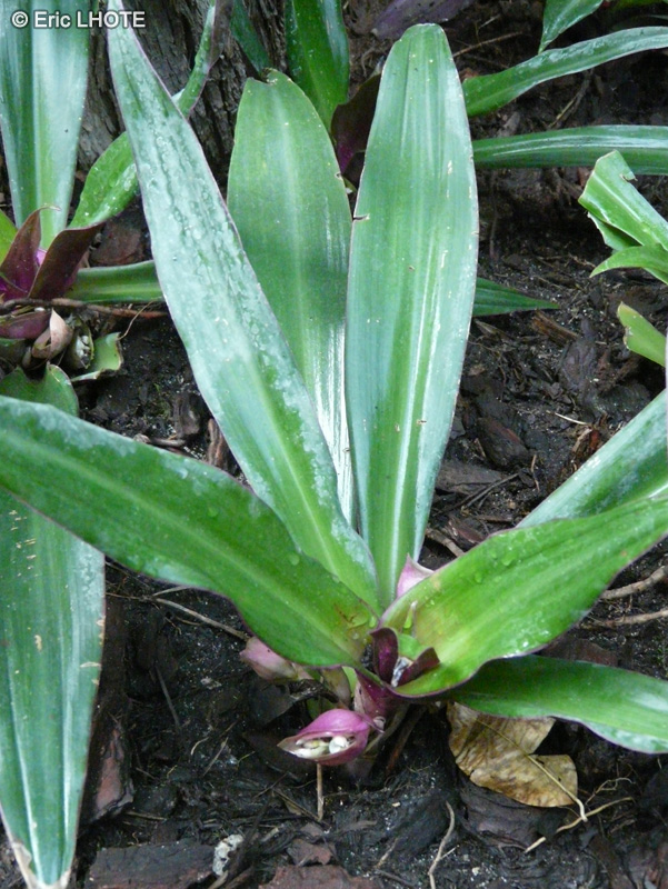 Commelinaceae - Tradescantia spathacea, Rhoeo discolor, Rhoeo spathacea - Rhoeo
