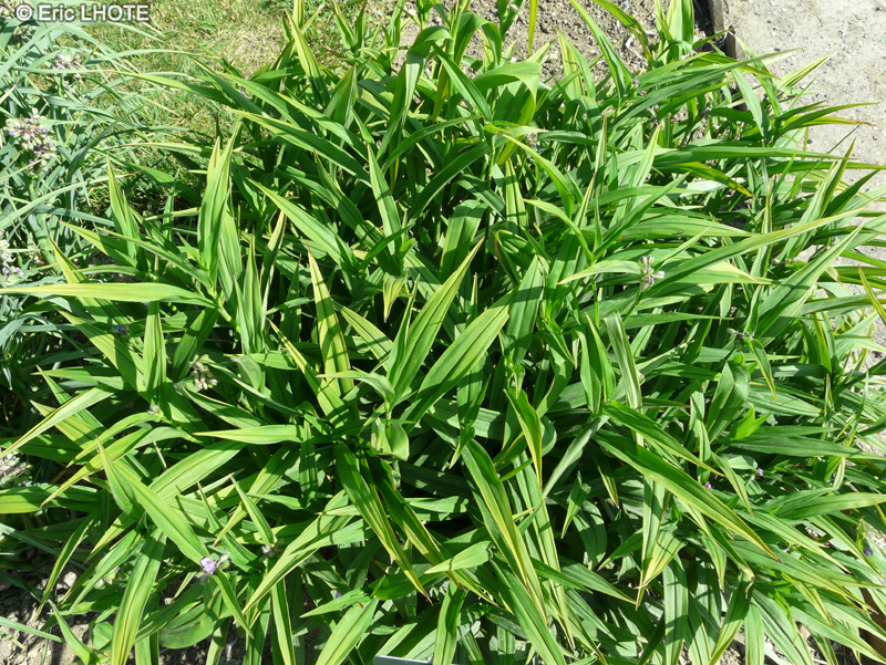  - Tradescantia x andersoniana, Tradescantia virginiana - 