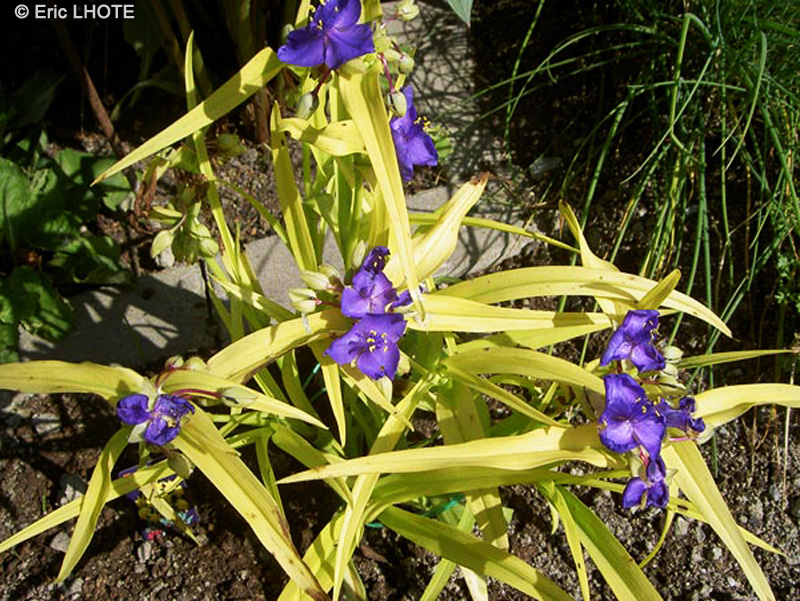 Commelinaceae - Tradescantia x andersoniana, Tradescantia virginiana - Eph&eacute;m&egrave;re de Virginie
