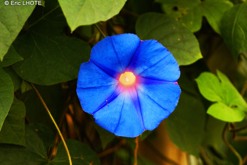 Convolvulaceae - Ipomoea purpurea - Ipomée, Volubilis