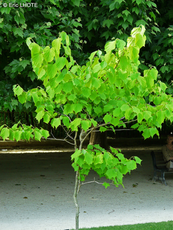 Cornaceae - Alangium platanifolium - Alangier à feuilles de platane