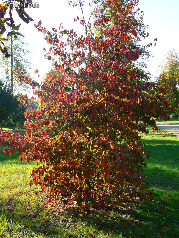  - Cornus florida - 