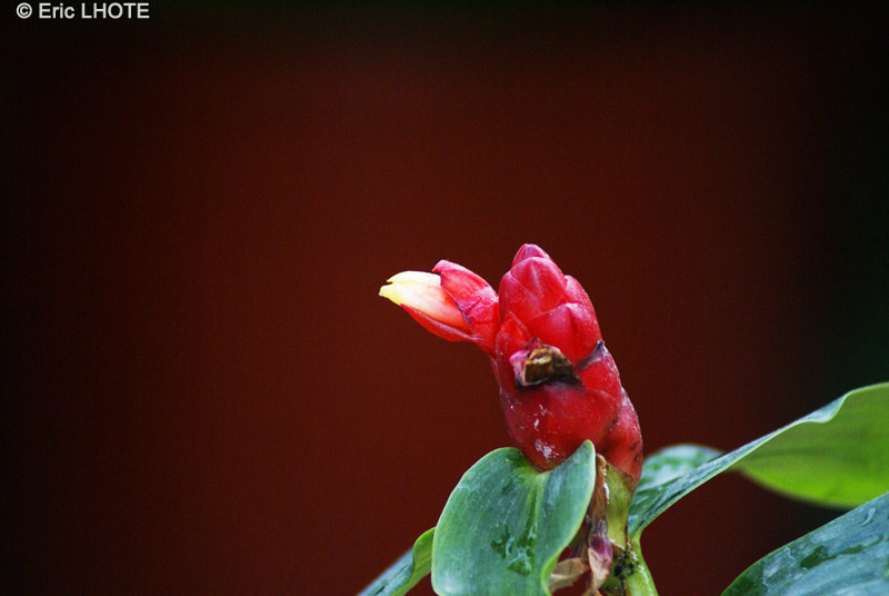  - Costus barbatus - 