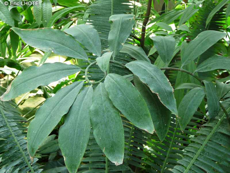 Costaceae - Costus deistelli - Coste, Canne d’eau